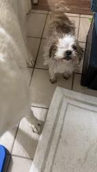 Lost Male Dog last seen Hardwood trail , Memphis, TN 38016