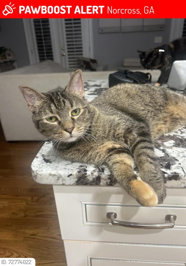 Lost Female Cat last seen Spalding Mill neighborhood , Norcross, GA 30092