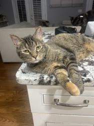 Lost Female Cat last seen Spalding Mill neighborhood , Norcross, GA 30092