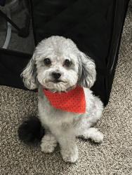 Lost Male Dog last seen Sacramento st, Sunrise Manor, NV 89104