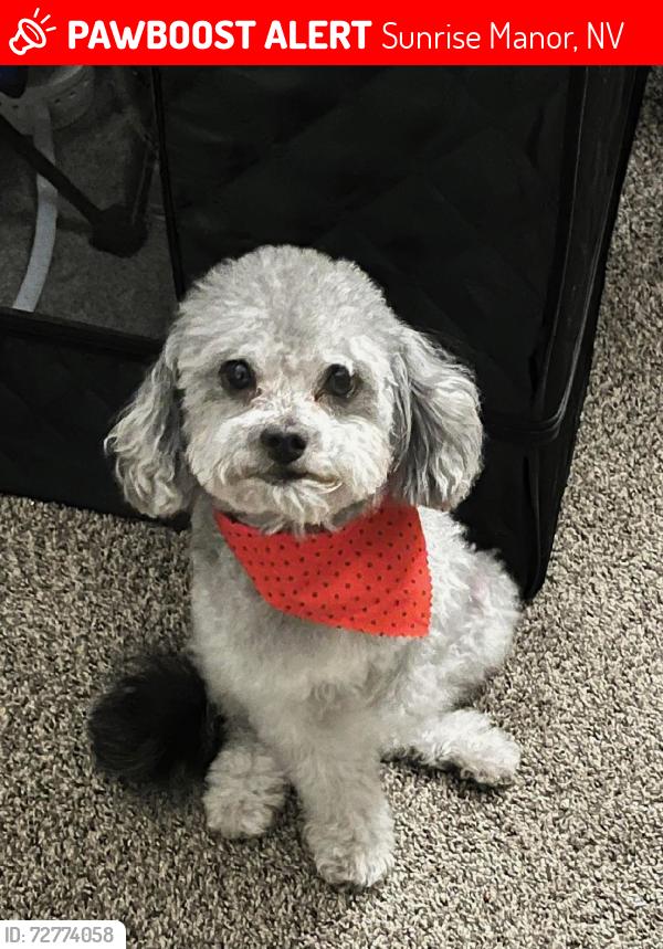 Lost Male Dog last seen Sacramento st, Sunrise Manor, NV 89104