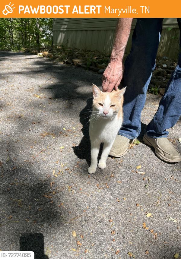 Found/Stray Unknown Cat last seen Big springs ridge rd, Maryville, TN 37801