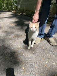Found/Stray Unknown Cat last seen Big springs ridge rd, Maryville, TN 37801