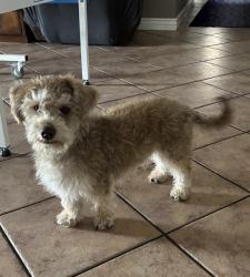 Found/Stray Male Dog last seen Brown and Alta Mesa, Mesa, AZ 85205
