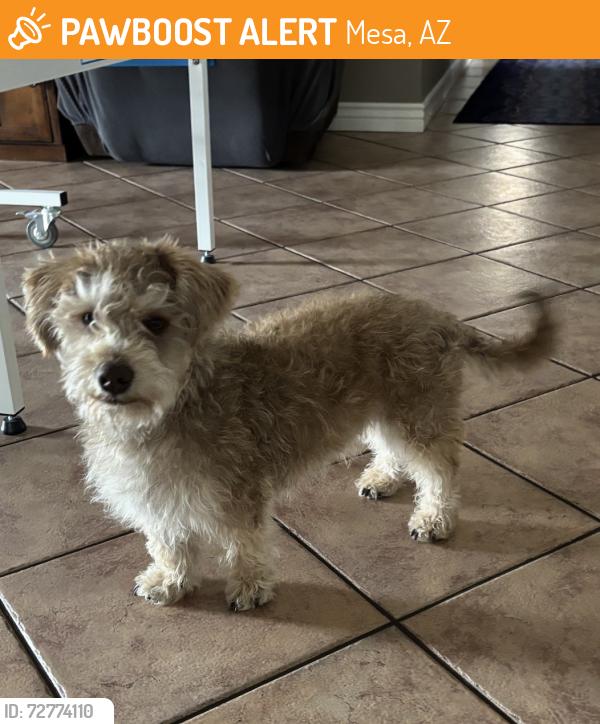 Found/Stray Male Dog last seen Brown and Alta Mesa, Mesa, AZ 85205