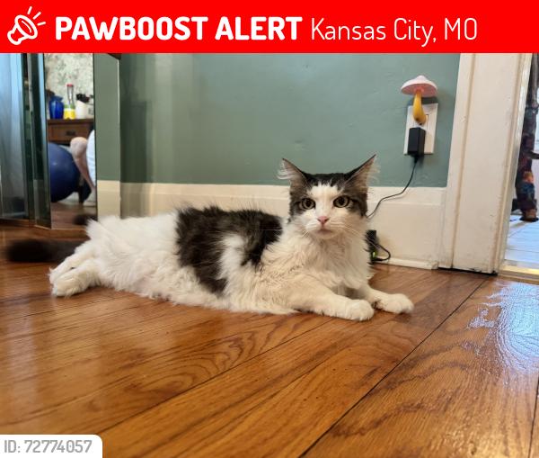 Lost Male Cat last seen 85th & Holmes, Kansas City, MO 64131