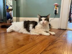Lost Male Cat last seen 85th & Holmes, Kansas City, MO 64131