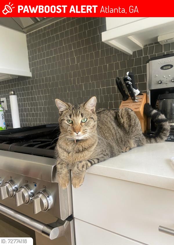 Lost Male Cat last seen Mt. Paren, Atlanta, GA 30327