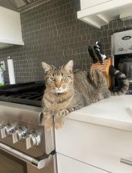 Lost Male Cat last seen Mt. Paren, Atlanta, GA 30327