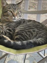 Lost Male Cat last seen Asbury, WV, Asbury, WV 24916