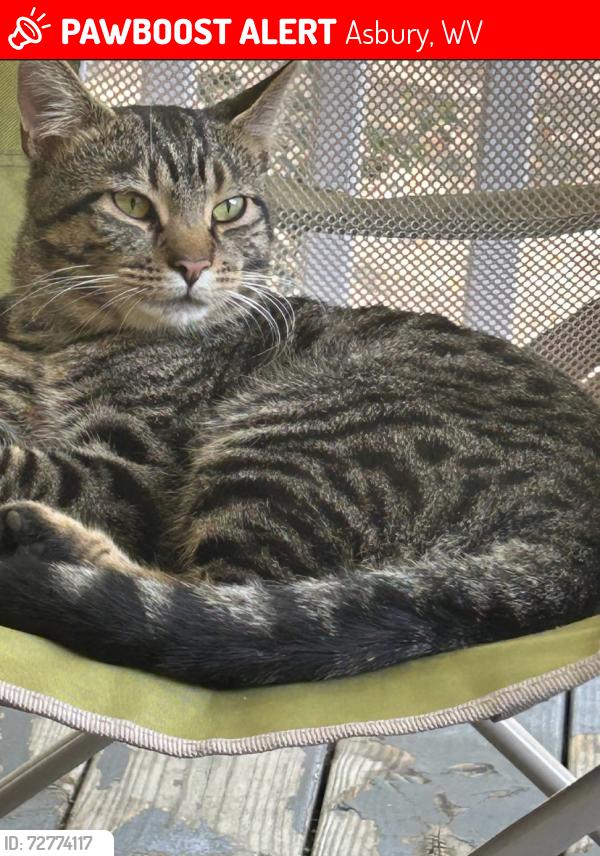 Lost Male Cat last seen Asbury, WV, Asbury, WV 24916