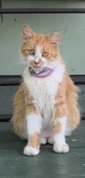 Lost Female Cat last seen 15th & broadway by the church, Niles, MI 49120