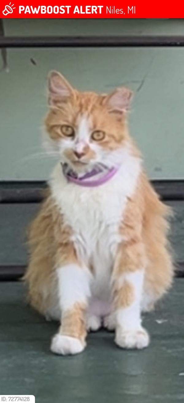 Lost Female Cat last seen 15th & broadway by the church, Niles, MI 49120