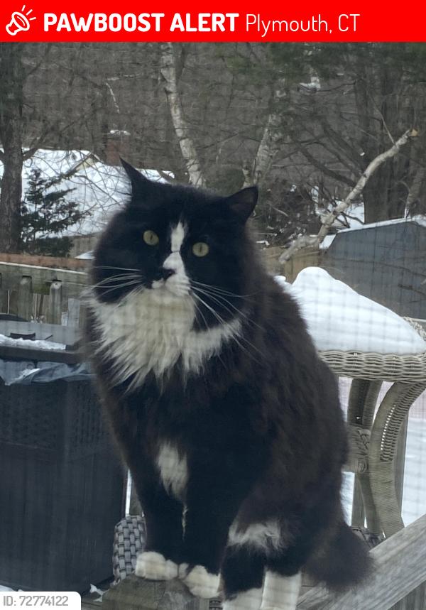 Lost Male Cat last seen Fall mountain fire house, Plymouth, CT 06786