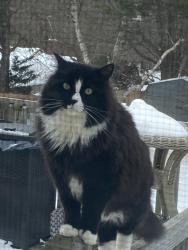 Lost Male Cat last seen Fall mountain fire house , Plymouth, CT 06786