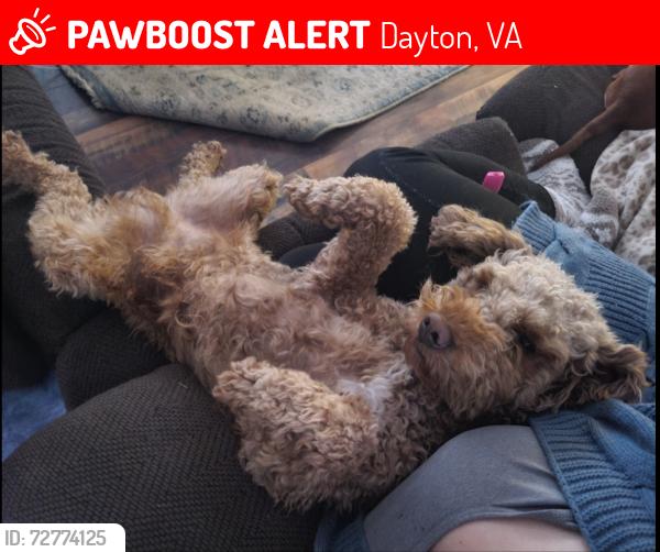 Lost Male Dog last seen on bank church road, Dayton, VA 22821
