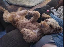 Lost Male Dog last seen on bank church road, Dayton, VA 22821