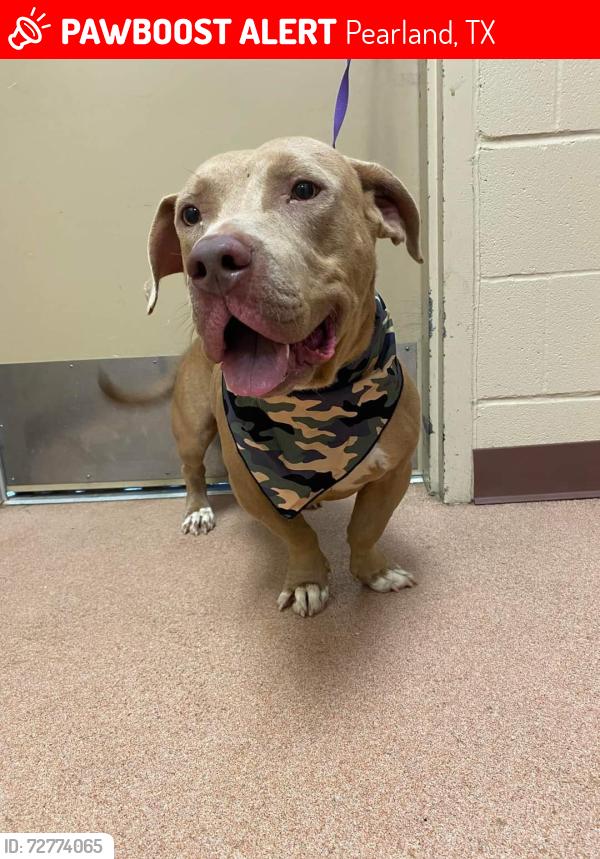 Lost Male Dog last seen Brothers School Alvinisd, Pearland, TX 77584