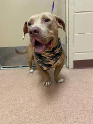 Lost Male Dog last seen Brothers School Alvinisd, Pearland, TX 77584