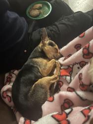 Lost Male Dog last seen Hilldale st Burlington nc, Burlington, NC 27217