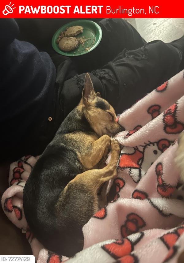Lost Male Dog last seen Hilldale st Burlington nc, Burlington, NC 27217