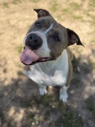 Shelter Stray Female Dog last seen Memphis, TN 38134, Bartlett, TN 38134