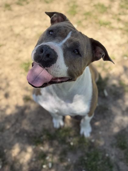 Shelter Stray Female Dog last seen Memphis, TN 38134, Bartlett, TN 38134