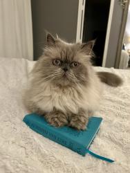 Lost Male Cat last seen Marlcom Tel, Austin, TX 78754