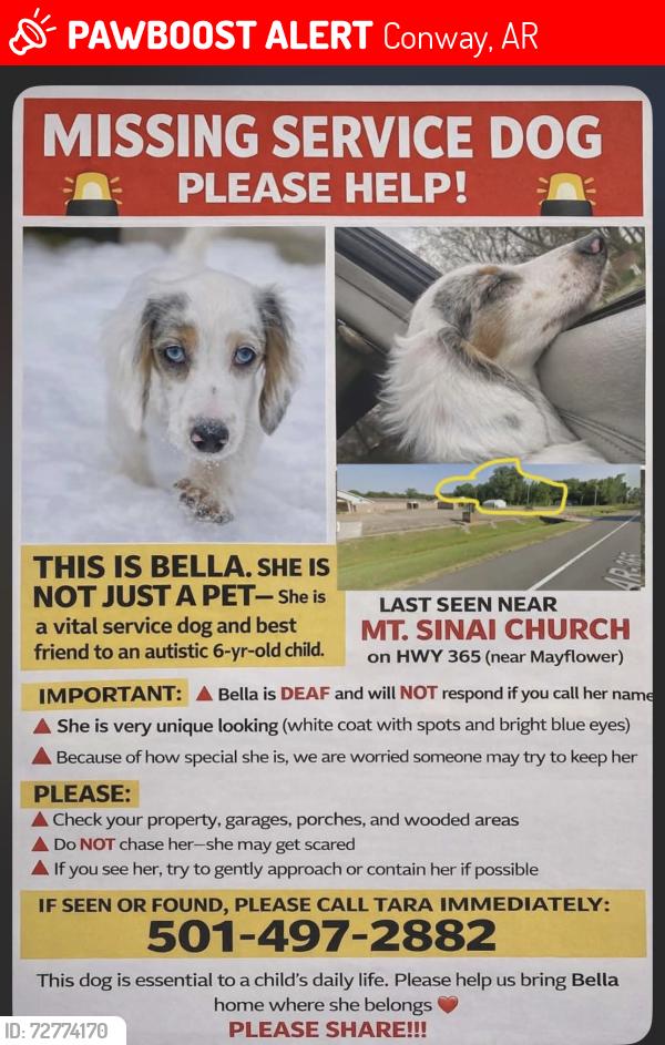 Lost Female Dog last seen Mount Sinai Church, Conway, AR 72032