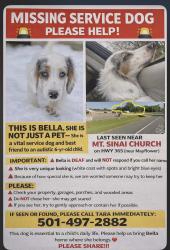 Lost Female Dog last seen Mount Sinai Church, Conway, AR 72032