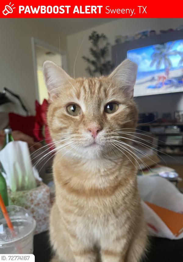 Lost Male Cat last seen Stevenson st & Hallie St, Sweeny, TX 77480