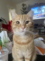 Lost Male Cat last seen Stevenson st & Hallie St, Sweeny, TX 77480