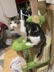 Found/Stray Female Cat last seen It was close to Lucia coffee place in Wood Green., Wood Green, England 