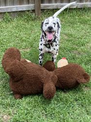 Lost Female Dog last seen Huntcliffe dr Augusta, Augusta, GA 30909