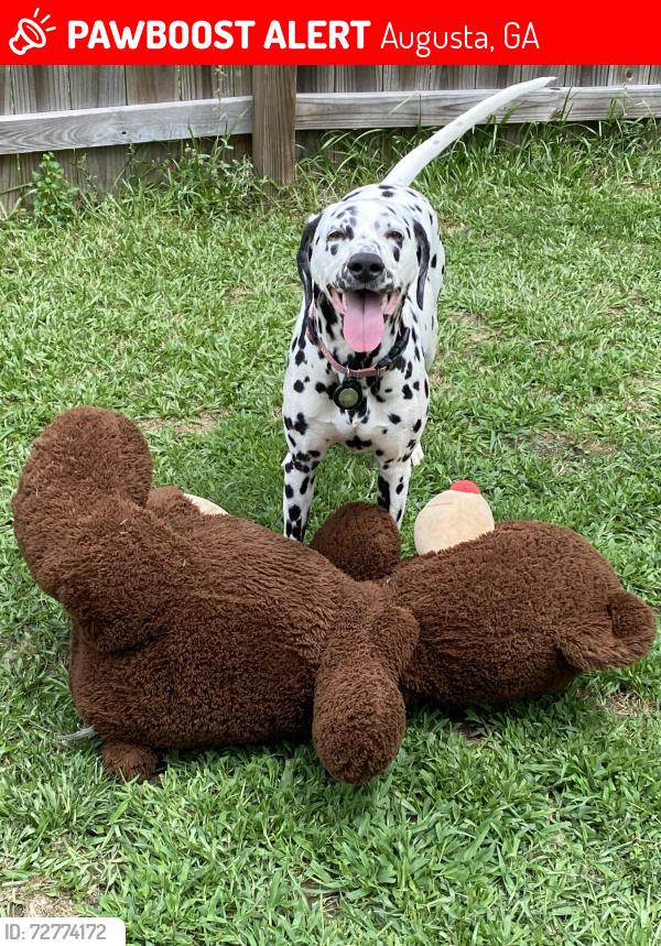 Lost Female Dog last seen Huntcliffe dr Augusta, Augusta, GA 30909