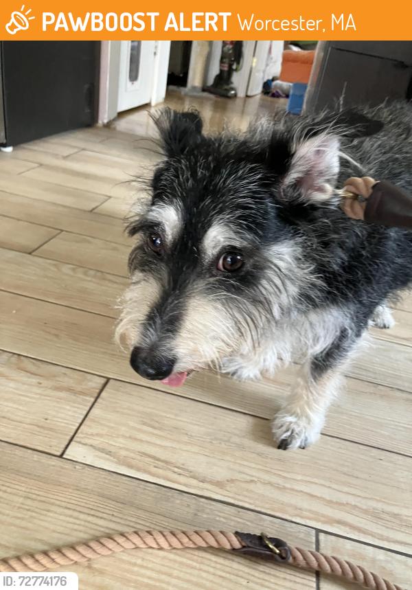 Found/Stray Male Dog last seen Smiley face hiking trail, Worcester, MA 01607
