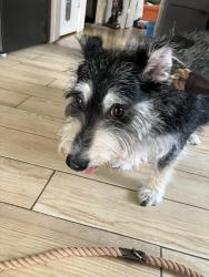 Found/Stray Male Dog last seen Smiley face hiking trail, Worcester, MA 01607
