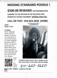Lost Male Dog last seen Telegraph/8Mile, Southfield, MI 48075