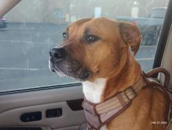Lost Male Dog last seen Bigelow Gulch Rd , Spokane, WA 99217
