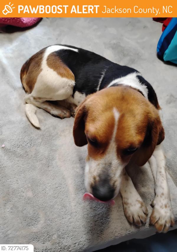 Found/Stray Male Dog last seen I was coming from Sugar Creek Rd going toward Balsam Grove. found dog on Charley's Creek Rd before Balsam Lake. I believe that area is called Pinnhook.  , Jackson County, NC 28783