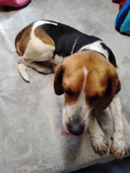 Found/Stray Male Dog last seen I was coming from Sugar Creek Rd going toward Balsam Grove. found dog on Charley's Creek Rd before Balsam Lake. I believe that area is called Pinnhook.  , Jackson County, NC 28783
