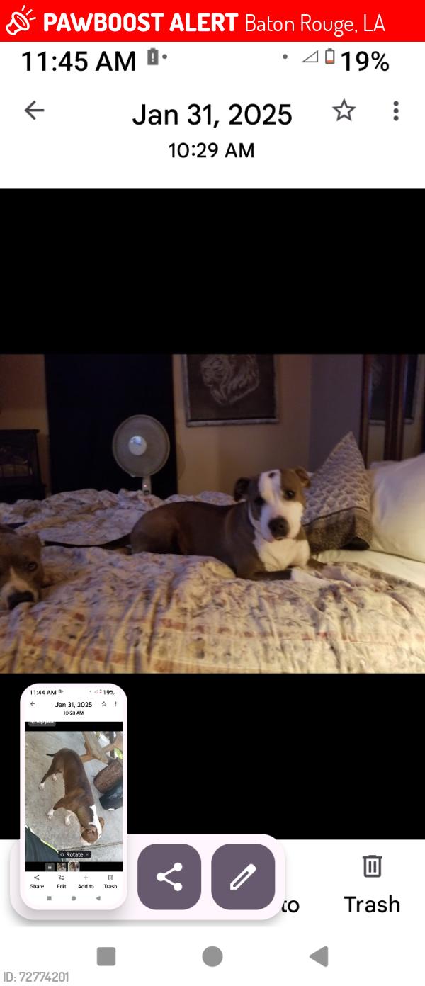 Lost Female Dog last seen Oakside and Sumeral , Baton Rouge, LA 70812