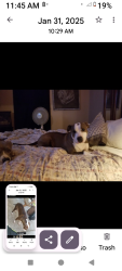 Lost Female Dog last seen Oakside and Sumeral , Baton Rouge, LA 70812