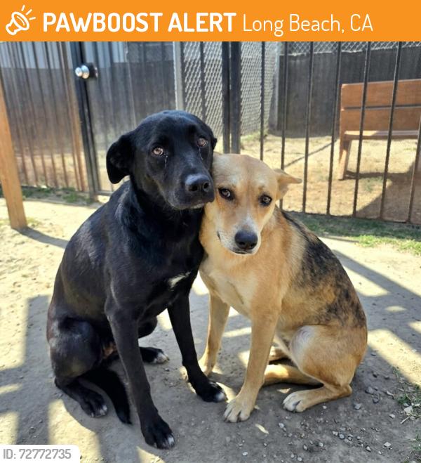 Found/Stray Male Dog last seen Near Walnut Ave, Long Beach, CA 90807, Long Beach, CA 90807