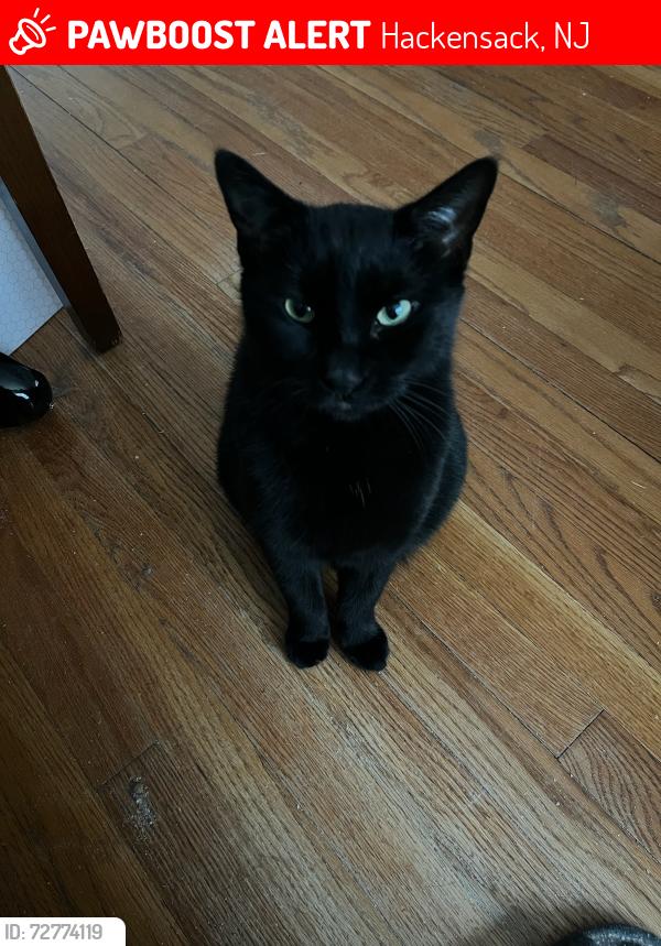 Lost Female Cat last seen Crestwood, Hackensack, NJ 07601