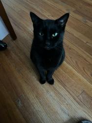 Lost Female Cat last seen Crestwood, Hackensack, NJ 07601