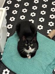 Found/Stray Male Cat last seen Houston chronicle office , Houston, TX 77027
