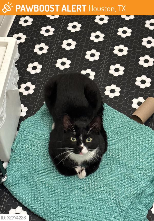 Found/Stray Male Cat last seen Houston chronicle office , Houston, TX 77027