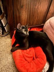 Lost Female Cat last seen E Joshua Ln , Flagstaff, AZ 86004