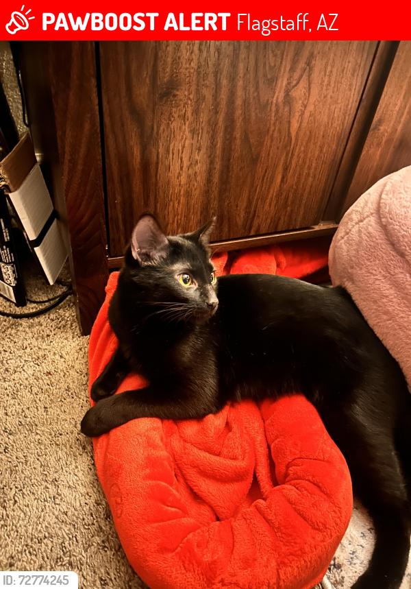 Lost Female Cat last seen E Joshua Ln , Flagstaff, AZ 86004